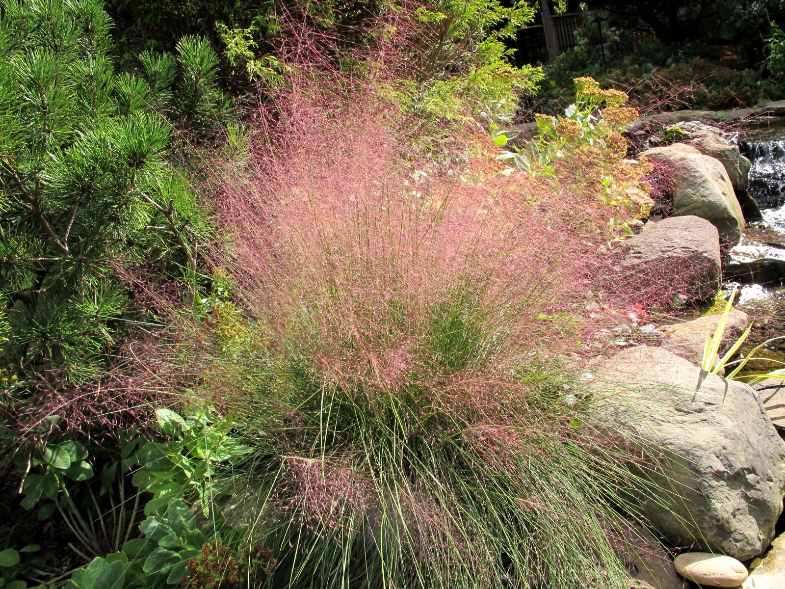 Muhlenbergia capillaris 3
