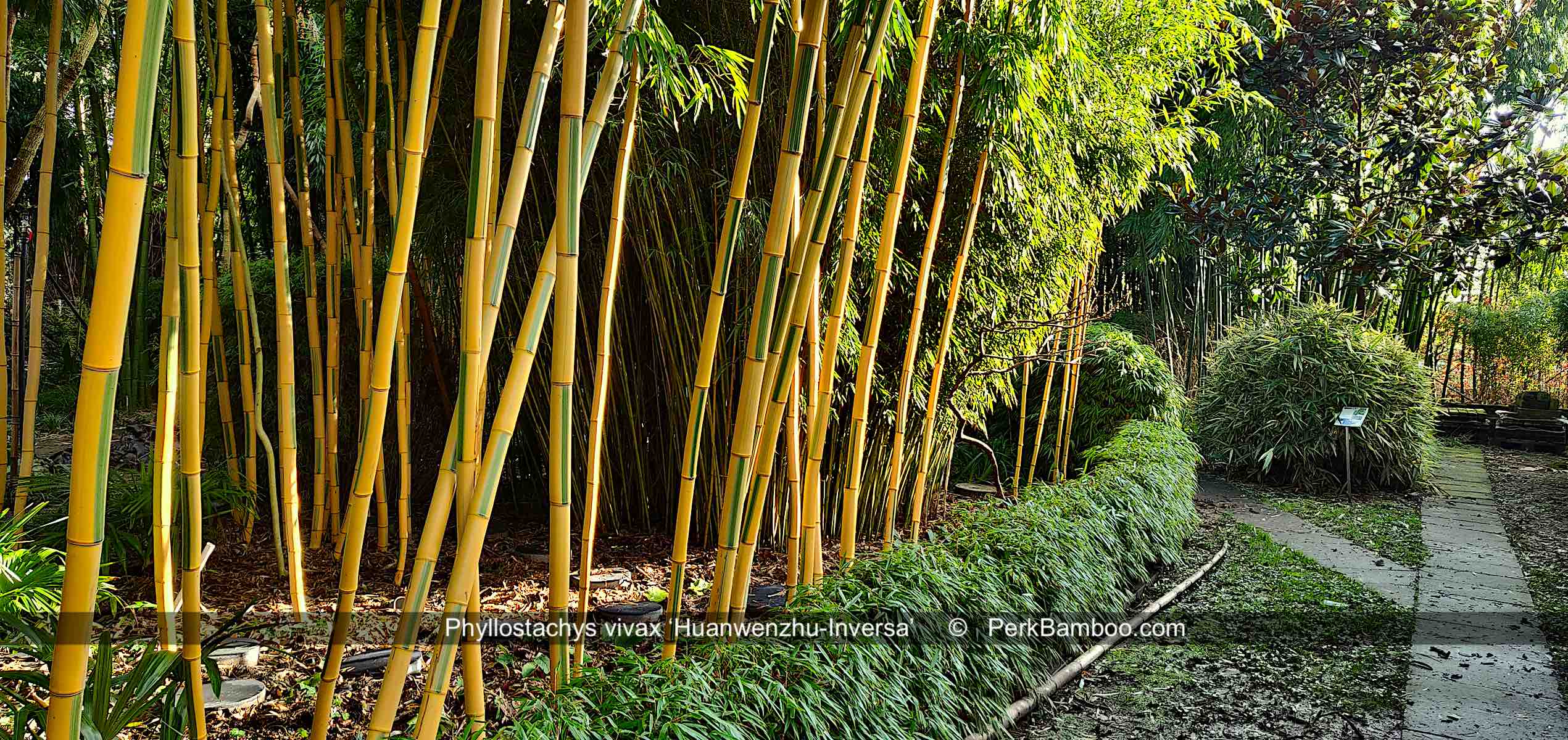 Phyllostachys vivax Huanwenzhu in januari 2021 in onze showtuin 1 PerkBamboe nl kopie
