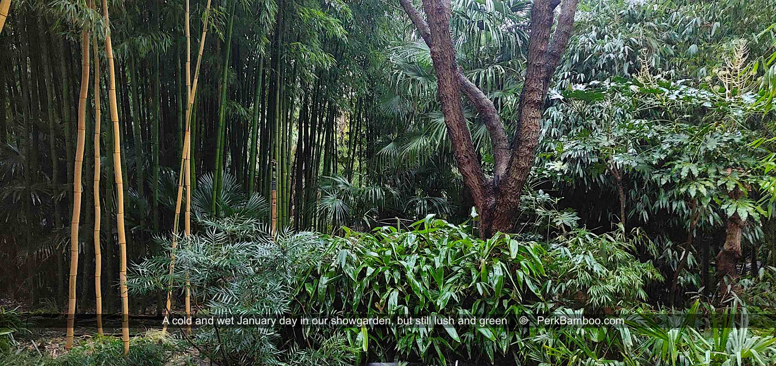 Showtuin januari Morus nigra Indocalamus Mahonia Phyllostachys Fatsia 1 PerkBamboe nl kopie