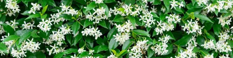 Exotische klimplanten